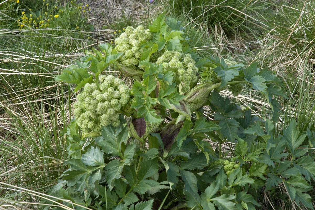 Grote engelwortel - Angelica archangelica plant Grote engelwortel - Angelica archangelica plant